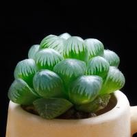 ราคา ฮาโวเทียหยดน้ำHaworthia cooperi (2136008902)