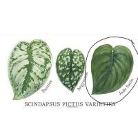 ราคา Scindapsus Jade Satin สายสะสมต้องมี (9015931201)