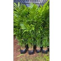 ราคา ต้นหมากเขียว สูง 1.5 เมตรขึ้นไป Macarthur Palm (54657203060)