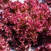 ราคา 50 เมล็ด ผักกาดหอม เพอเพิล Purple Lettuce เมล็ดผัก ผักปลอดสารพิษ ผักออแกนิค ผักสวนครัว (42822779268)
