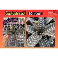 ราคา ต้นสับปะรดสี ต้นไม้มงคล ต้นไม้ฟอกอากาศ คอนโด จัดสวน แต่งบ้าน ในร่ม รำไร ไม้ใบ สวนเฟิร์น ปุ๋ย ดิน หิน กระถางต้นไม้ หญ้า (48255774636)