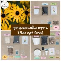 ราคา LXG : ชุดพร้อมปลูกดอกแบล็คอายซูซาน Black-eyed Susan มี 3 ขนาด ชุดปลูกดอกไม้ ชุดปลูกต้นไม้ (25710646483)
