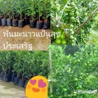 ราคา เมล็ด ขายกิ่งใหม่มะนาวแป้นสุขประเสริฐกิ่งละ 78 เพาะเติมบางน้ำเปรี้ยวกินหอมทนโรคแคงเกอร์ใหม่็ดน้อย8 เด ผักบุ้ (22765767314)