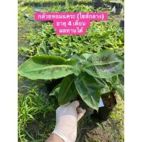 ราคา ต้นกล้วยหอมทองแคระ จากแลปเพาะเลี้ยงเนื้อเยื่อ ไซส์ใหญ่ 4 เดือน (จำนวน 1 ต้น) (57256893694)