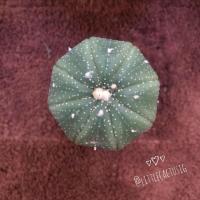 ราคา กระบองเพชร แคคตัส Astrophytum แอสโตรไฟตัม (4725578321)