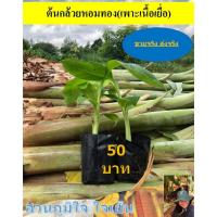 ราคา ต้นกล้วยหอมทองเพาะเนื้อเยื่อ (5052546001)