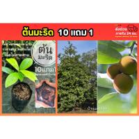 ราคา ต้นมะริด ยืนต้น ไม้ป่าเศรษฐกิจ เมล็ดพันธุ์ ผล ต้นไม้ โบราณ มงคล หายาก ดิน ปุ๋ย กระถาง ผัก สลัด หญ้าปูสนาม กล้า จัดสวน (57705772551)