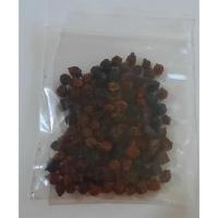 ราคา ขายส่ง 100 เมล็ด เมล็ดกันเกรา Kankrao Tembusu มันปลา ตำแสง ตำเสา ทำเสา ตาเตรา ตำมูซู ไม้มงคล ไม้ล้อม ไม้ยืนต้น ไม้เลื้อย (17860990352)