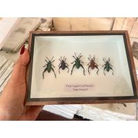 ราคา Set Mix frog legged leaf beetle Insect Taxidermy Entomology Wood Box Display Home Decor แมลงสต๊าฟ แมลงกล่อง ผีเสื้อสต๊าฟ (25264451998)