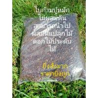 ราคา ใบก้ามปูหมักไม่ผสมดิน1กก.(สำหรับนำไปผสมดินปลูก)ยิ่งสั่งมากค่าส่งยิ่งถูก (12930519552)