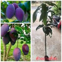 ราคา (1ต้น) สูง 40-50cm กิ่งตอน ต้น มะม่วงน้ำดอกไม้ มะม่วง สีม่วง / Navin (25431485960)