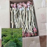 ราคา ชะอมกิ่งตอน(2มัด100กิ่ง) กิ่งพันธุ์ชะอมมีรากพร้อมปลูก (7527902158)