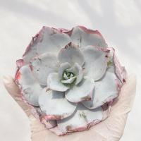 ราคา ( ไม้เข้าใหม่ ) กุหลาบหิน ไม้อวบน้ำ Succulent Echeveria Cante (9713889545)