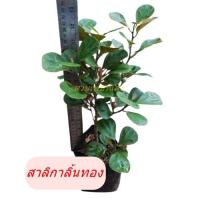 ราคา **สินค้าขายดี**ต้นสาลิกาลิ้นทอง ราคา 45 บาทค่ะ (4517978945)