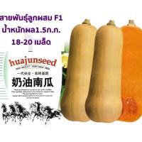 ราคา เมล็ด ฟักทองบัตเตอร์นัท สควอช 18-20 เมล็ด Butternut Squash สายพันธุ์ F1 (17576253510)