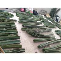 ราคา พร้อมส่ง กระบองเพชรยักษ์ 80 cm. (20650784727)