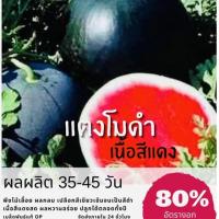 ราคา เมล็ดพันธุ์ แตงโมดำ (อเมริกา) Watermelon แตงโม (ซื้อ 10 แถม 1 คละอย่างได้) (5656651675)