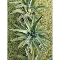 ราคา ืAgave ต้นอากาเว่ อากาเว่ปากนกแก้ว ส่งพร้อมกระถาง 9-10 # ต้นไม้ทนแล้ง# ต้นไม้จัดสวน (29053434111)