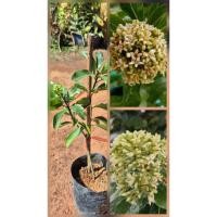 ราคา ต้นแก้วเนปาล ดอกสวยหอมมาก ดอกใหญ่ ติดดอกดก ดอกออกตลอดปี (53856169101)