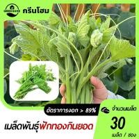 ราคา เมล็ดฟักทองเก็บยอดฟักทองเก็บยอด 30 เมล็ดเมล็ดงอกง่ายต้นกล้าโตไวยอดอร่อย (27281704219)