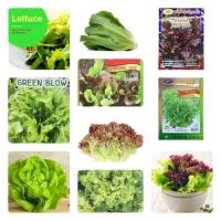 ราคา เมล็ดผักสลัด (Lettuce) แบรนด์แท้ กรีนโอ๊ค เรดโอ๊ค สลัดแก้ว ผักกาดหอม สลัดมิกซ์ คอส มินิคอส เรด คอรอล กรีนโบว์ (1284252951)