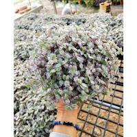 ราคา (1กระถาง)(vาย ต้นพันธุ์) ต้น ริบบิ้นด่าง Callisia repens ริบบิ้นชารี ริบบิ้นชาลี ต้นริบบิ้น ชาลี ริบบิ้น / สวนนายนนท์ (14356557222)