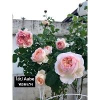ราคา กุหลาบ-โอ๊ป Aube หนามน้อย-ไร้หนาม ดอกใหญ่ หอมแรง สีของดอกเปลี่ยนไปตามสภาพอากาศ (22618497214)