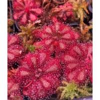 ราคา Drosera sp pretty rosette หยาดนํ้าค้าง 1ต้น พืชกินเเมลง จัดterrarium (43267130487)