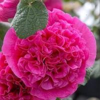 ราคา 20 เมล็ด ดอกฉัตรทอง ฮอลลี่ฮ็อค Hollyhock สายพันธุ์ Bright Pink Hollyhock (41022792115)