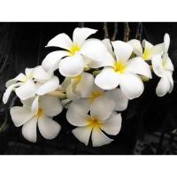 ราคา ต้นลีลาวดีสีขาว ขาวพวง (22035149070)