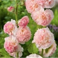 ราคา 20 เมล็ด ดอกฉัตรทอง ฮอลลี่ฮ็อค Hollyhock สายพันธุ์ Apple Blossom (41522779247)
