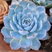 ราคา Succulent / Echeveria Morning Beauty / กุหลาบหิน (498749163)