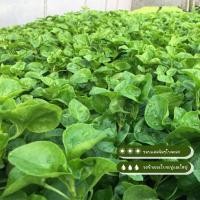 ราคา ต้นวอเตอร์เครสในกระถาง(water cress) ผักสลัด ปลูกง่าย ตายยาก ชอบแดด ชอบน้ำ ไร้สาร ออแกนิค ทนต่อโรค ทนแดด ทนน้ำ รากแน่น (20296488267)