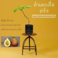 ราคา ต้นมะเดื่อฝรั่ง Laga Delmeriteraneo Fig (23083669110)