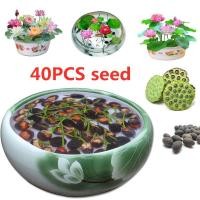 ราคา พร้อมส่ง 20 ชิ้น เมล็ดบอนไซดอกบัว สวนงานอดิเรก เมล็ดดอกไม้หลายสี พืชผักสด แผนอากาศ (26787473853)