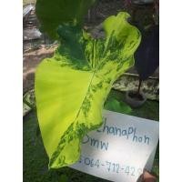 ราคา บอนนาญี่ปุ่น ลายเทพสวยๆ (17421783125)