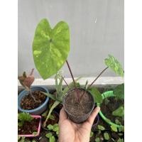 ราคา Colocasia lemon lime Gecko (8785225322)
