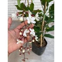 ราคา ต้นสร้อยสายเพชร (หรือ ระย้าแก้ว, พวงระย้า, สังวาลย์พระอินทร์) ถุง8”สูง70-100ซม. (55254162165)