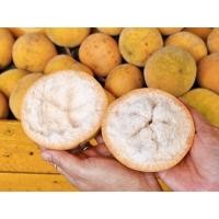 ราคา ต้นพันธุ์ กระท้อนปุยฝ้าย Santol ในถุงดำพร้อมปลูก 39บาท กระท้อน เพาะเมล็ด หวาน กรอบ เนื้อหนาฟู ลูกดก ผลใหญ่ (29563416144)