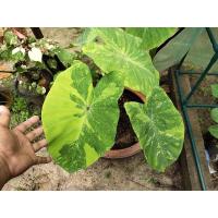 ราคา Colocasia lemon lime gecko(แม่พันธุ์)จากแม่ด่าง(บอนนาเลม่อน)ส่งพร้อมกระถาง (9095257043)