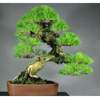 ราคา สนจูนิเปอร์บอนไซ Japanese Black Pine Bonsai ไม้แคระประดับ (50เมล็ด) เมล็ดสนจูนิเปอร์ ต้นไม้มงคล ต้นไม้ประดับ (12153422547)