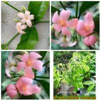ราคา (ขาย ต้นพันธุ์) ดอก ต้น ต้นโมกพวงชมพู โมกพวงชมพู โมก พวง ชมพู fadel / ภูษณิศา (8864774596)