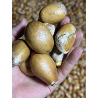 ราคา เมล็ดทุเรียนบ้าน หรือทุเรียนป่า เมล็ดแข็งแรง เมล็ดใหญ่ อัตราการงอกดี สำหรับเป็นต้นตอได้เป็นอย่างดี (41010860058)