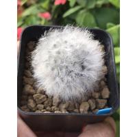 ราคา แมมขนแกะMammillaria bocasana v.multilanata (4867923426)