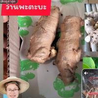 ราคา ว่านพะตะบะ ป้องกันภูตผี ขับไล่สิ่งอัปมงคล (52556292820)