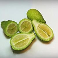 ราคา ต้นมะนาวนิ้วมือ มะนาวคาเวียร์ Finger lime พันธุ์ SYDNEY HYBRID ลำต้นสูง 30 ซม (8470273769)