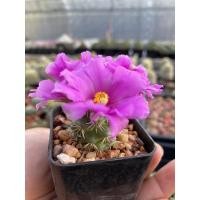 ราคา แมมชูแมนนิอาย Mammillaria schumannii (10921235274)