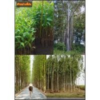 ราคา ต้นยูคาลิปตัส เพาะเมล็ด สูง30-40cm ยูคาลิปตัส Eucalyptus / eertnom (43857044447)