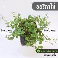 ราคา oregano ออริกาโน ต้นออริกาโน พร้อมลงดิน สมุนไพรฝรั่งทานได้ (27562371136)