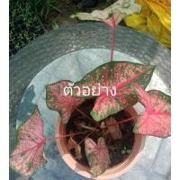 ราคา บอนสี เจ้ากรุงเดนมาร์กส่งทั้งกระถาง (7384599784)
